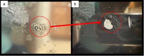 Blistering of Coating on Door Panel
